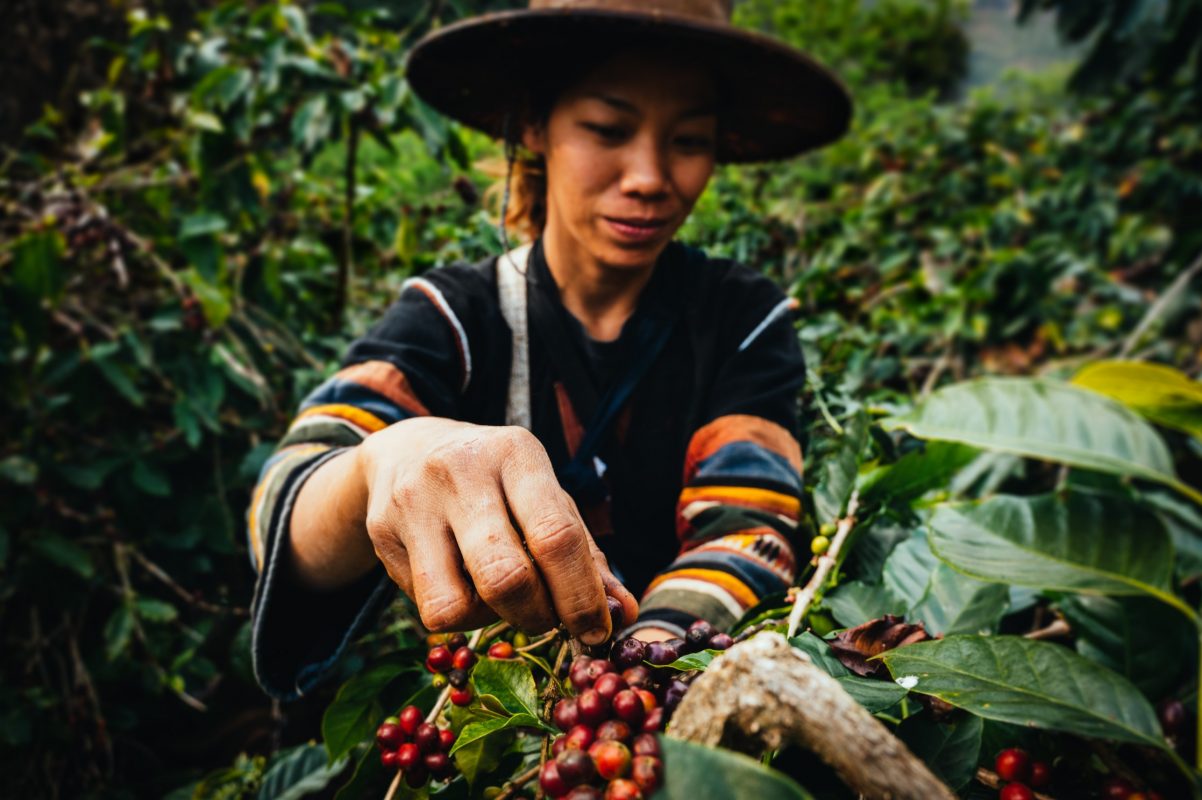Frau beim Ernten von nachhaltigen Kaffeekirschen.